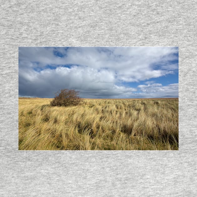 Northumberland Skies by StephenJSmith